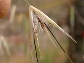 Avena barbata spikelet