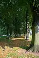 Avenue of trees in the park