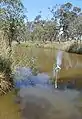 The Avoca River, near Logan