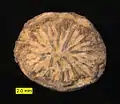 Axosmilia, a scleractinian coral from the Matmor Formation (Middle Jurassic) of southern Israel; oral view