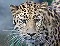 Amur leopard