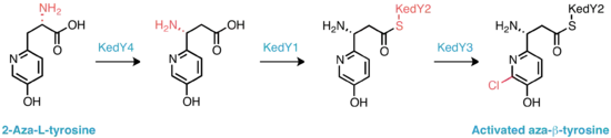 Proposed biosynthesis of the activated aza-β-tyrosine subunit.