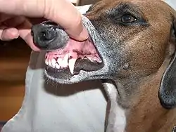 Image of dog teeth