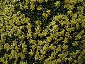 Flowers of Azorella monantha