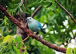 Azulejo bird in Barcelona