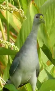 Azure gallinule