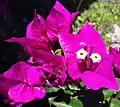 True flower of B. glabra (in pale yellow) surrounded by bright magenta-colored bracts. A wide range of colorations exists.