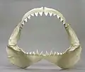 Great white shark jaw