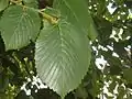 Long-shoot leaves of Portland Road tree