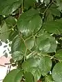 Long- and short-shoot leaves of Portland Road tree