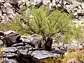 Bursera microphylla on southern slope at South Mountain Municipal Park, Phoenix, Arizona. October 2008. (C. Cordova)