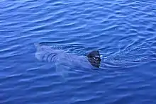 Basking shark filter feeding