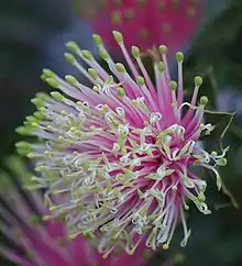 closeup of many pink and yellow individual flowers which are part of a hemispherical inflorescence