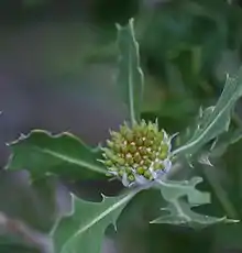 closeup of a central greenish set of buds in a dome shape surrounded by prickly leaves