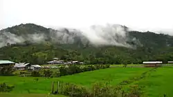 Ba'kelalan paddy rice field