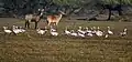 Bharatpur, India.