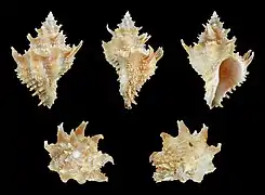 Babelomurex nagahorii