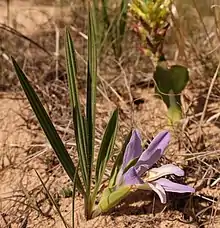 Babiana nana maculata