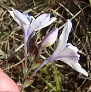 Babiana patersoniae