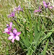 Babiana purpurea