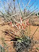 Babiana teretifolia