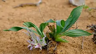 Babiana virescens