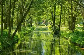 Greifenhainer Fließ (Greifenhain Canal) at Kolkwitz-Babow (Gołkojce-Bobow)