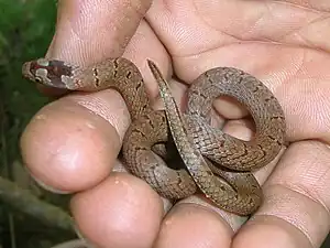 Dorsal view