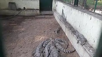 Baby mugger crocodile in VOC zoological garden, Coimbatore