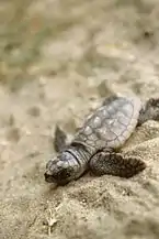 A small grey-brown turtle lies on its stomach on sand. It lies diagonally across the picture frame with its head in the lower-left corner.