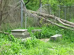 Fallen tree