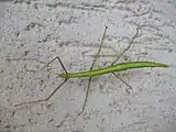 Female stick insect