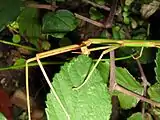 Eating a leaf of Rubus ulmifolius (mouthparts also visible)