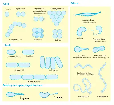 a diagram showing bacteria morphology