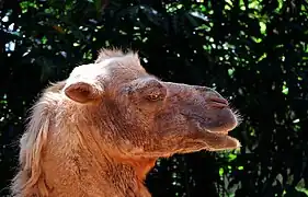 Bactrian camel