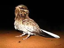 White-winged nightjar