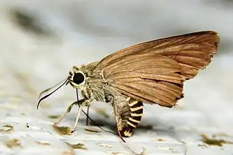 Ventral view