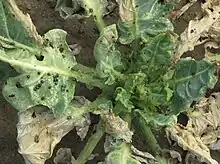 Damage to collard greens, central Los Angeles