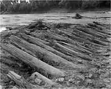 Black and white photo shows a row of tree trunks with a river in the background.