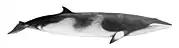 Common minke whale illustration with a dark top, creamy underside with a creamy stripe on the pectoral fins, a long robust body, and a dorsal fin near the tail (from Baleen whale)