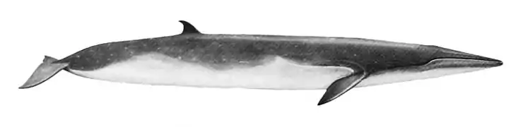 Eden's whale illustration with a light top, white bottom, a long and slender body, and a small dorsal fin near the tail (from Baleen whale)