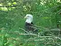 Bald eagles are abundant on Raspberry Island.