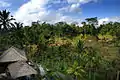 Terraced rice fields