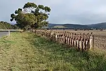 fox fence of Balliang, Victoria