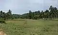 Paddy fields and a coconut plantation