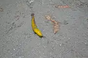 Banana slug on Purisima Creek Trail