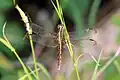 E. umbrata, female band-winged dragonlet, Jamaica