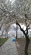 Shahr Park in spring