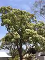 Flowering tree