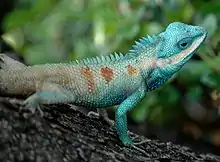 Indo-Chinese forest lizard (Calotes mystaceus) in Bangkok, Thailand